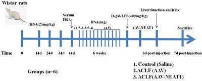 Long Non-coding RNA NEAT1 Alleviates Acute-on-Chronic Liver Failure Through Blocking TRAF6 Mediated Inflammatory Response